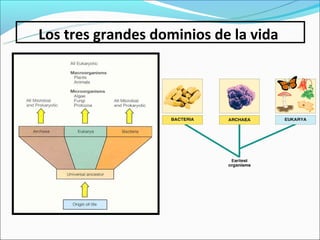 Los tres grandes dominios de la vida
 