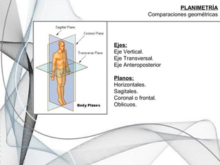 Ejes:
Eje Vertical.
Eje Transversal.
Eje Anteroposterior
Planos:
Horizontales.
Sagitales.
Coronal o frontal.
Oblicuos.
PLANIMETRÍA
Comparaciones geométricas
 