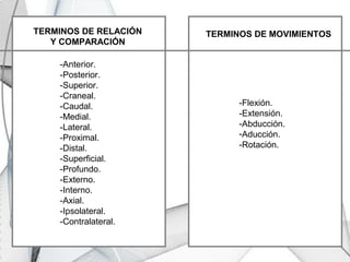 TERMINOS DE RELACIÓN
Y COMPARACIÓN
-Anterior.
-Posterior.
-Superior.
-Craneal.
-Caudal.
-Medial.
-Lateral.
-Proximal.
-Distal.
-Superficial.
-Profundo.
-Externo.
-Interno.
-Axial.
-Ipsolateral.
-Contralateral.
-Flexión.
-Extensión.
-Abducción.
-Aducción.
-Rotación.
TERMINOS DE MOVIMIENTOS
 