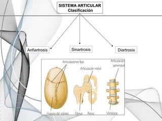 SISTEMA ARTICULAR
Clasificación
Anfiartrosis Sinartrosis Diartrosis
 