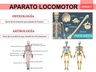 APARATO LOCOMOTOR UNIDAD 2
Rama de la anatomía que estudia los huesos
Parte de la anatomía que estudia las articulaciones
 