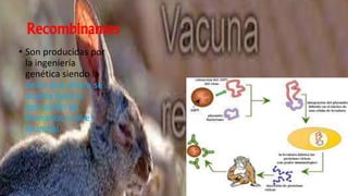Recombinantes 
• Son producidas por 
la ingeniería 
genética siendo la 
única que ahora se 
acepta para la 
aplicación en 
humanos a nivel 
mundial. 
 