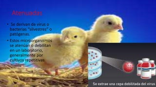 Atenuadas 
• Se derivan de virus o 
bacterias “silvestres” o 
patógenas. 
• Estos microorganismos 
se atenúan o debilitan 
en un laboratorio, 
generalmente por 
cultivos repetitivas 
 