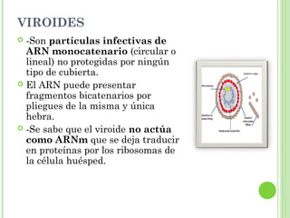 VIROIDES
 -Son partículas infectivas de
ARN monocatenario (circular o
lineal) no protegidas por ningún
tipo de cubierta.
 El ARN puede presentar
fragmentos bicatenarios por
pliegues de la misma y única
hebra.
 -Se sabe que el viroide no actúa
como ARNm que se deja traducir
en proteínas por los ribosomas de
la célula huésped.
 