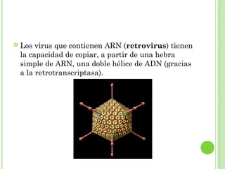  Los virus que contienen ARN (retrovirus) tienen
la capacidad de copiar, a partir de una hebra
simple de ARN, una doble hélice de ADN (gracias
a la retrotranscriptasa).
 