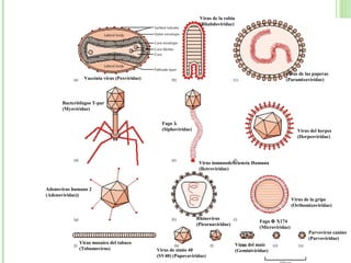 Vaccinia virus (Poxviridae)
Virus de la rabia
(Rhabdoviridae)
Virus de las paperas
(Paramixoviridae)
Bacteriófagos T-par
(Myoviridae)
Fago λ
(Siphoviridae) Virus del herpes
(Herpesviridae)
Adenovirus humano 2
(Adenoviridae))
Virus inmunodeficiencia Humana
(Retroviridae)
Virus de la gripe
(Orthomixoviridae)
Virus mosaico del tabaco
(Tobamovirus) Virus de simio 40
(SV40) (Papovaviridae)
Rhinovirus
(Picornaviridae)
Virus del maíz
(Geminiviridae)
Fago Φ X174
(Microviridae)
Parvovirus canino
(Parvoviridae)
 