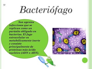 Son agentesSon agentes
infecciosos que seinfecciosos que se
replican como unreplican como un
parásito obligado enparásito obligado en
bacterias. El fagobacterias. El fago
extracelular esextracelular es
metabólicamente inertemetabólicamente inerte
y consistey consiste
principalmente deprincipalmente de
proteínas más ácidoproteínas más ácido
nucleico (ADN o ARN).nucleico (ADN o ARN).
  
51
 