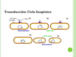 49
Transducción:Transducción: Ciclo lisogénicoCiclo lisogénico
 