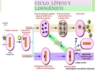 CICLO LÍTICO Y
LISOGÉNICO
 