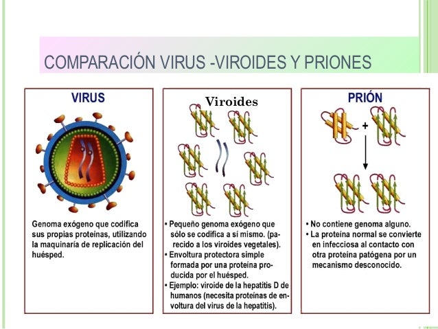 COMPARACIÓN VIRUS -VIROIDES Y PRIONES
Viroides
 