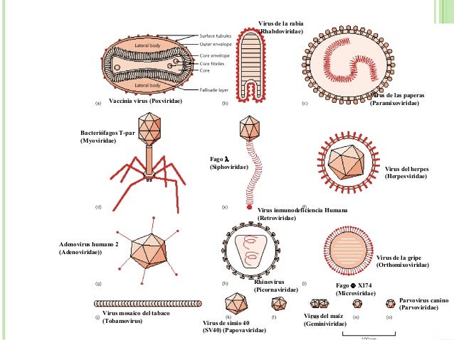 Vaccinia virus (Poxviridae)
Virus de la rabia
(Rhabdoviridae)
Virus de las paperas
(Paramixoviridae)
Bacteriófagos T-par
(...