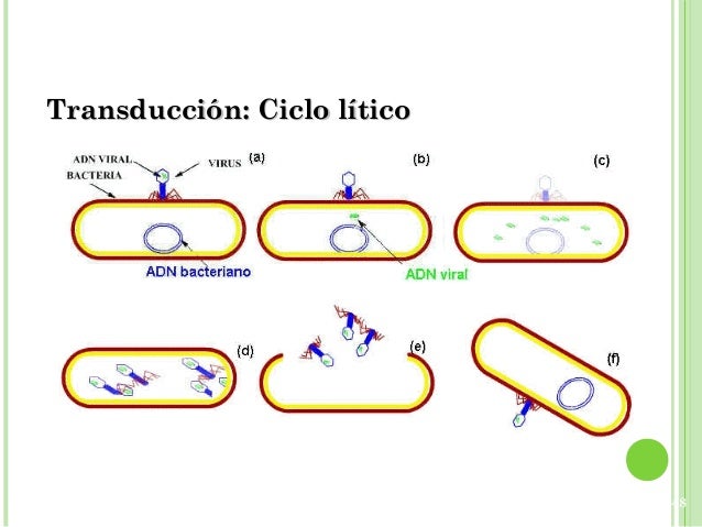 download Isotopes download Isotopes in Condensed Matter 2013