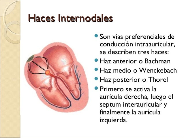 Generalidades ecg