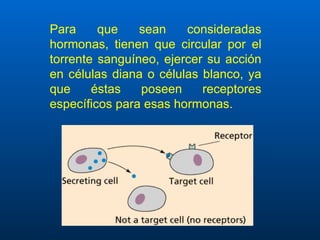 Para que sean consideradas hormonas, tienen que circular por el torrente sanguíneo, ejercer su acción en células diana o células blanco, ya que éstas poseen receptores específicos para esas hormonas.   