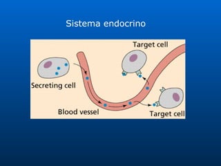 Sistema endocrino 