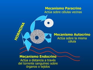 Mecanismo Endocrino Actúa a distancia a través del torrente sanguíneo sobre órganos o tejidos Mecanismo Paracrino Actúa sobre células vecinas HORMONA Mecanismo Autocrino Actúa sobre la misma célula 
