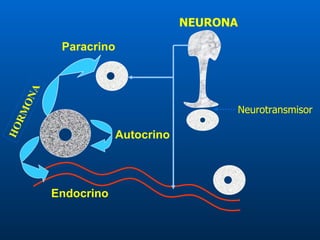 NEURONA Endocrino Paracrino Neurotransmisor HORMONA Autocrino 
