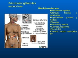 Glándulas endocrinas: Hipotálamo e hipófisis Glándula tiroidea y paratiroidea Suprarrenales (corteza y médula) Páncreas  Testículos y ovarios  Etómago, la gastrina  Piel, vit. D3 Corazón, péptido natriurético, etc. Principales glándulas endocrinas 