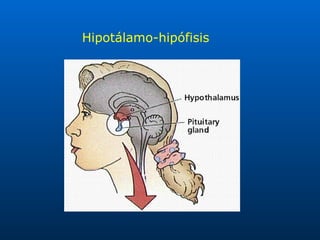 Hipotálamo-hipófisis 