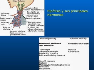 Hipófisis y sus principales  Hormonas 