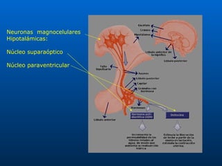 Neuronas  magnocelulares Hipotalámicas: Núcleo suparaóptico Núcleo paraventricular 