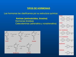 TIPOS DE HORMONAS Las hormonas las clasificamos por su estructura química: Aminas (aminoácidos, tirosina) Hormonas tiroideas Catecolaminas (adrenalina y noradrenalina) 