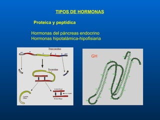 TIPOS DE HORMONAS Proteica y   peptídica Hormonas del páncreas endocrino Hormonas hipotalámica-hipofisiaria GH 