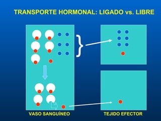} VASO SANGUÍNEO TEJIDO EFECTOR TRANSPORTE HORMONAL: LIGADO vs. LIBRE 