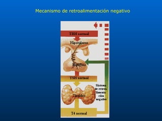 Mecanismo de retroalimentación negativo 