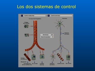 Los dos sistemas de control 
