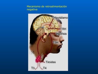 Mecanismo de retroalimentación negativa 