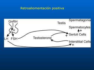 Retroaliomentación positiva 