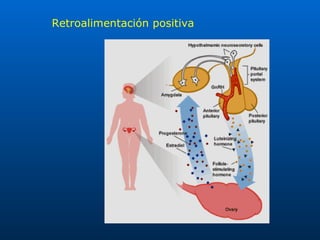 Retroalimentación positiva 