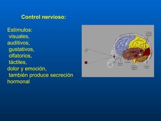 Control nervioso:   Estímulos: visuales, auditivos, gustativos, olfatorios, táctiles,  dolor y emoción, también produce secreción hormonal   