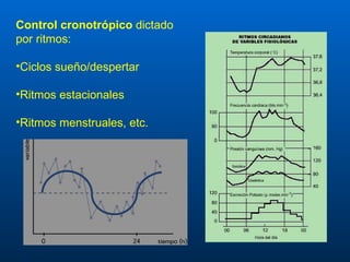 Control cronotrópico  dictado por ritmos: Ciclos sueño/despertar Ritmos estacionales Ritmos menstruales, etc.  