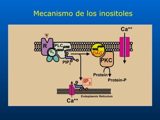 Mecanismo de los inositoles 