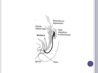  Porción abdominal: Por delante se encuentra el
duodeno, por dentro la vena cava y la arteria aorta y por
los lados los d...