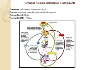Hormonas Folículo Estimulante y Leutinizante





Estructura: cadenas con subunidades α y β
Función: síntesis de esteroides y desarrollo de gametos.
Vida media LH: 60min
Vida media FSH: 170 min.

 