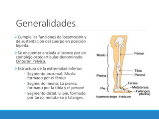 Generalidades Tibia Generalidades de la extremidad inferior | PDF
