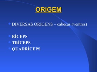 ORIGEMORIGEM
DIVERSAS ORIGENS – cabeças (ventres)
BÍCEPS
TRÍCEPS
QUADRÍCEPS
 