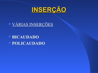 INSERÇÃOINSERÇÃO
VÁRIAS INSERÇÕES
BICAUDADO
POLICAUDADO
 