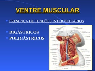 VENTRE MUSCULARVENTRE MUSCULAR
 PRESENÇA DE TENDÕES INTERMEDIÁRIOS
DIGÁSTRICOS
POLIGÁSTRICOS
 