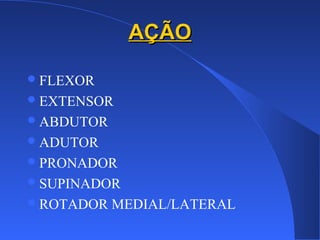 AÇÃOAÇÃO
FLEXOR
EXTENSOR
ABDUTOR
ADUTOR
PRONADOR
SUPINADOR
ROTADOR MEDIAL/LATERAL
 