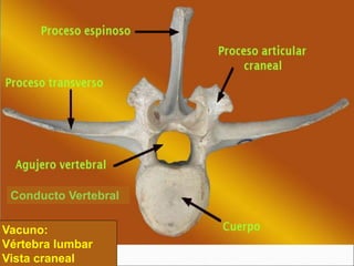 Conducto Vertebral
Vacuno:
Vértebra lumbar
Vista craneal
 
