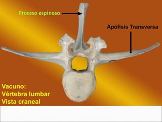 Apófisis Transversa
Vacuno:
Vértebra lumbar
Vista craneal
 