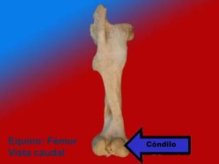 CóndiloEquino: Fémur
Vista caudal
 