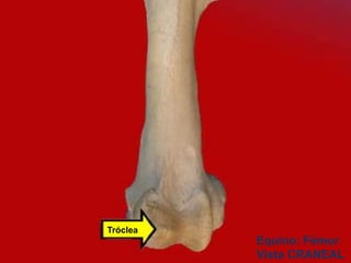 Tróclea
Equino: Fémur
Vista CRANEAL
 