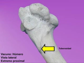 Tuberosidad
Vacuno: Húmero
Vista lateral
Extremo proximal
 