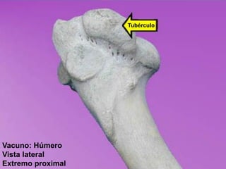 Tubérculo
Vacuno: Húmero
Vista lateral
Extremo proximal
 