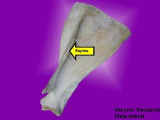 Espina
Vacuno: Escápula
Vista lateral
 